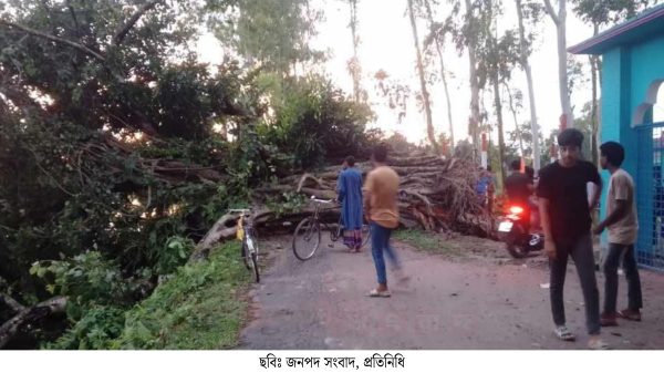 ভূরুঙ্গামারীতে শতবর্ষী বটগাছ উপড়ে প্রধান সড়ক বন্ধ, দুর্ভোগে ১০ হাজার মানুষ