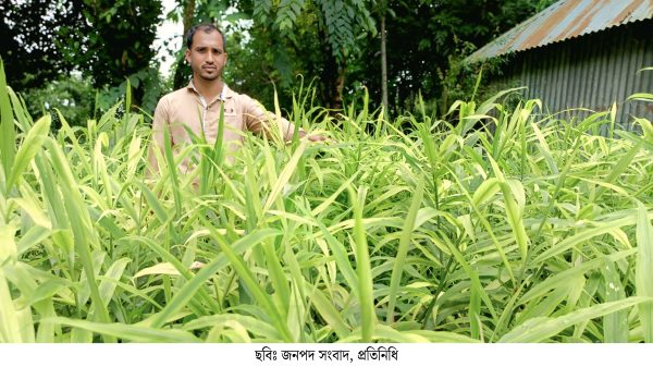 কটিয়াদীতে বস্তায় আদা চাষে তুহিনের বাজিমাত