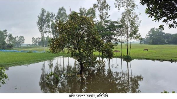 কুলিয়ারচরে রাস্তার পাশে থাকা কাঁঠাল গাছ রাতারাতি ৪০ ফিট দূরে পুকুরে