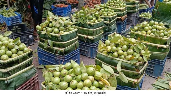 ঝালকাঠির পেয়ারা বাগানে হাসি দামে দ্বিগুণে খুশি কৃষক-উদ্যোক্তারা