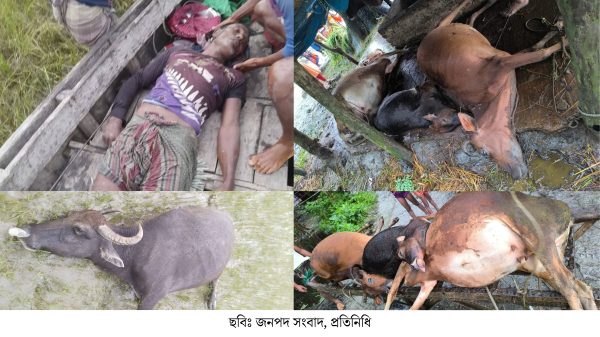 ভোলা মনপুরায় বজ্রপাতের ইতিহাসে একদিন, কাকড়া শিকারীর মৃত্যু, ছয়টি গরু ও একটি মহিষের প্রাণহানি