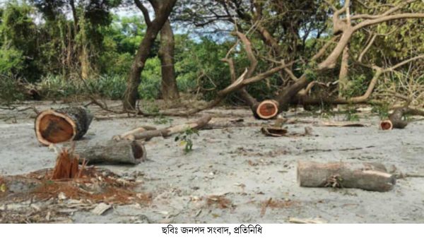 দিনে-রাতে গাছ কাটছে অসাধু চক্র হুমকির মুখে কুয়াকাটার গঙ্গামতির চর
